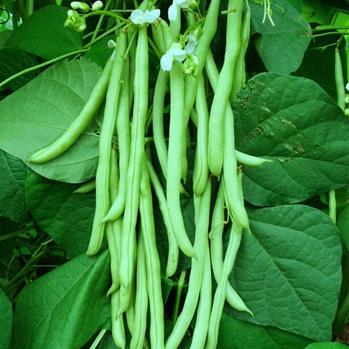 suttindseeds