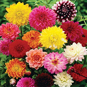 suttindseeds