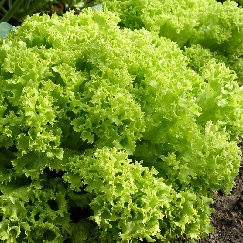 Lettuce Green Curled