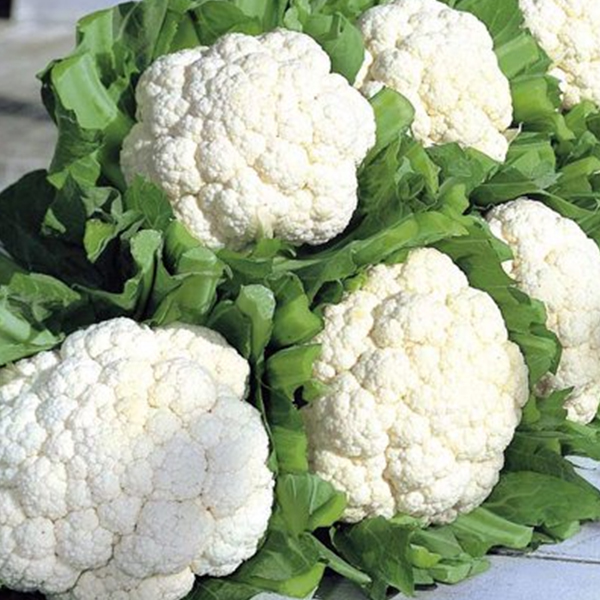 Cauliflower Early Kuwari Special
