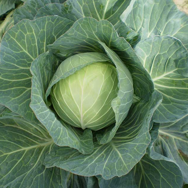 Cabbage F-1 Super Ball