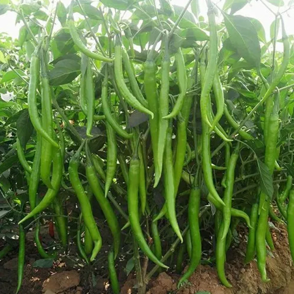 Chilli F-1 327