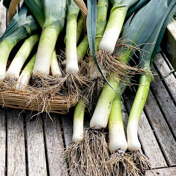 Leek Prize Taker