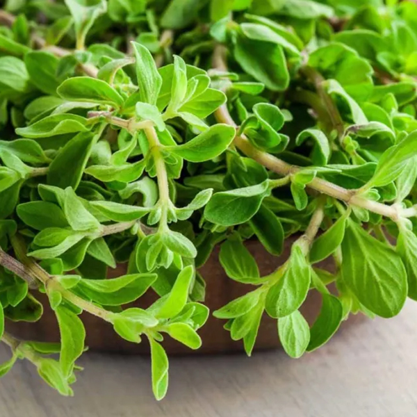 Marjoram