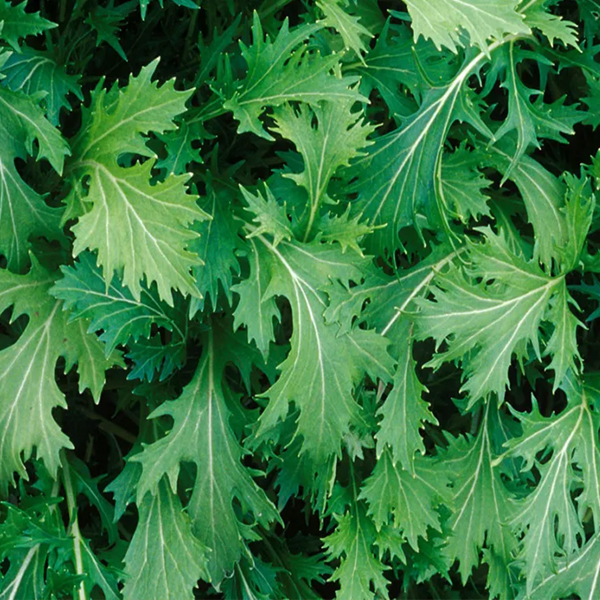 Mizuna Green