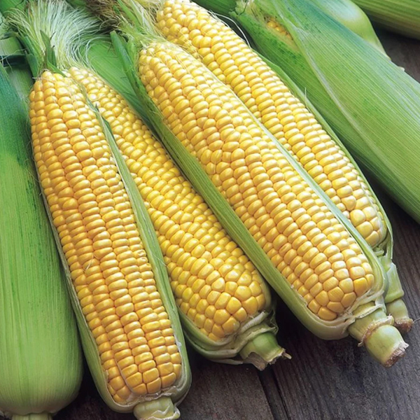 Sweet Corn F-1 Amaze