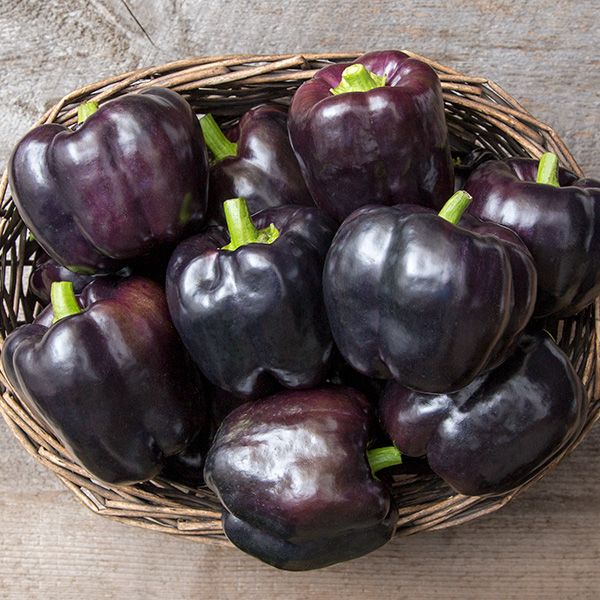 PEPPER F-1 PURPLE