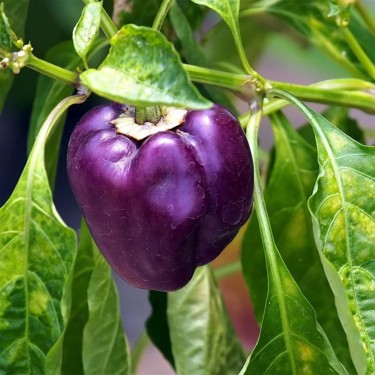 CAPSICUM f-1 PURPLE (Shimla Mirch)