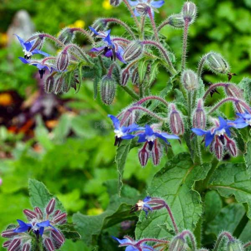 BORAGE