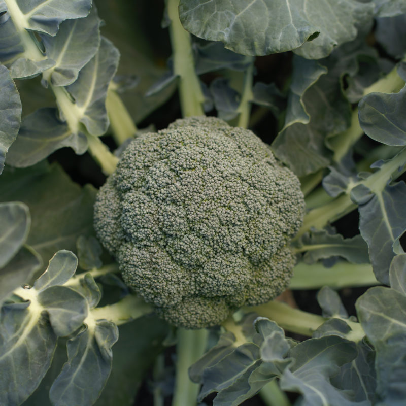 BROCOLLI F-1 STAR