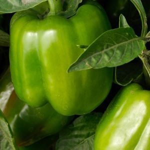 Capsicum Californian (Shimla Mirch)