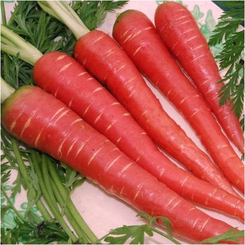 Carrot F-1 Indian Red