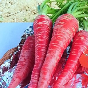 CARROT LALIMA (Gaajar)