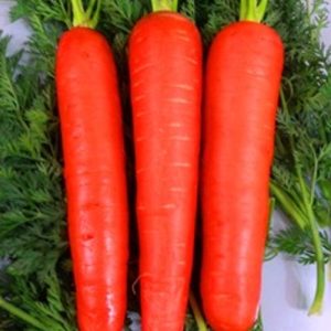 CARROT SHIN KURODA (Gaajar)
