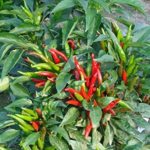 CHILLI SADABAHAR (Mirch)
