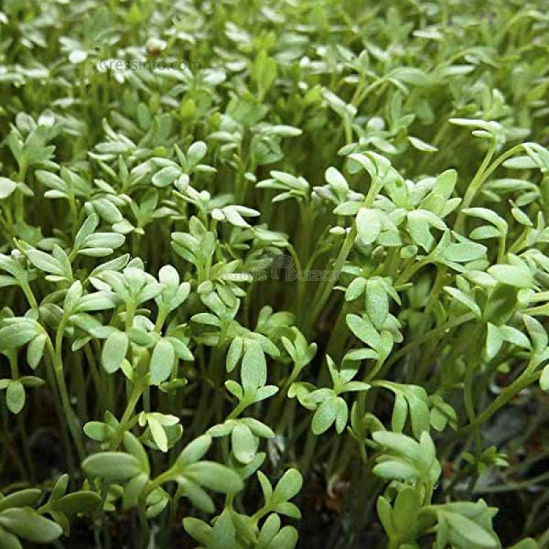 GARDEN CRESS