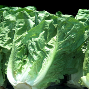 LETTUCE ROMAIN