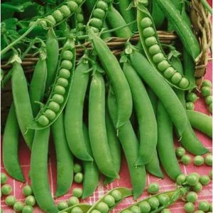 PEA GREEN GEM (Matar)