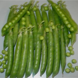 PEA MARINA (Matar)