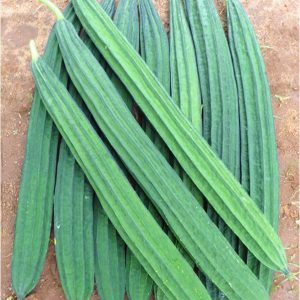 RIDGE GOURD F-1 372 (Tori)