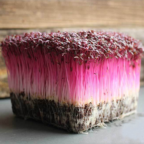Amaranth Red