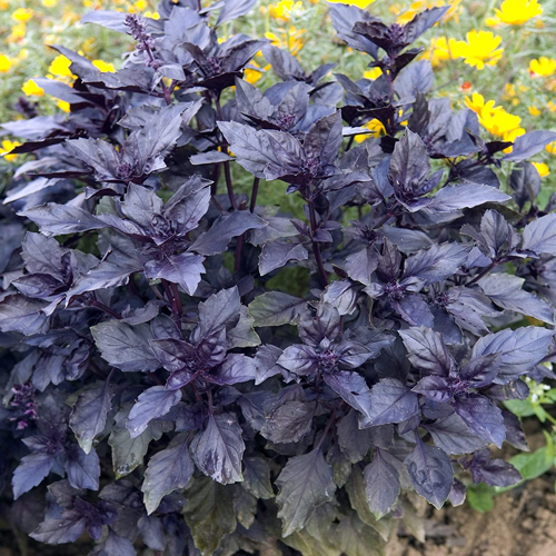 Basil Dark Opal