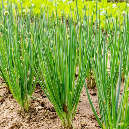 Chives
