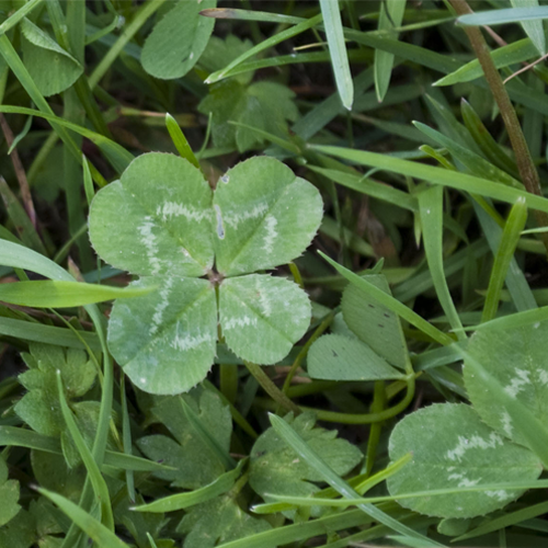 Clover