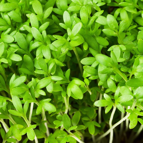 Garden Cress