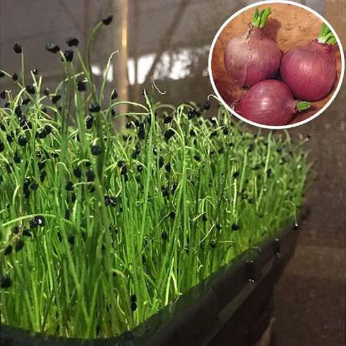 Onion (Pyaaz)