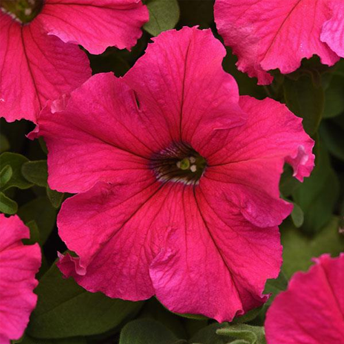 Petunia F1 Super Cascade Pink