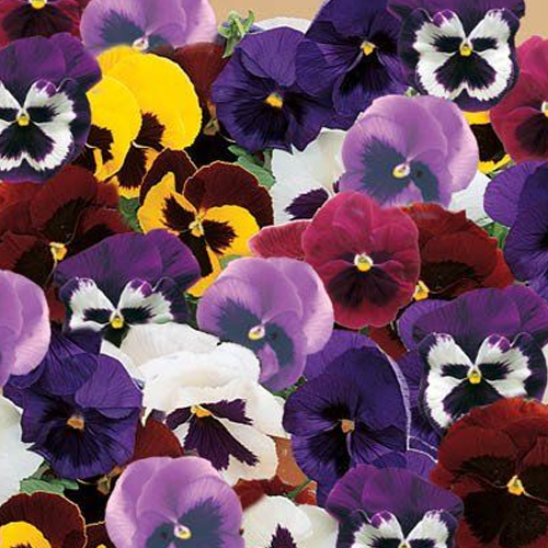 Pansy F1 Majestial Mixed