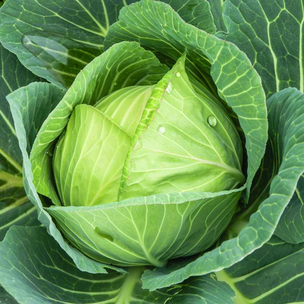 CABBAGE EGA PLUS (Patta Gobhi)