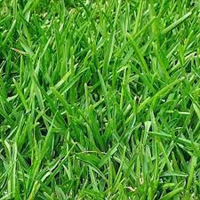 GRASS SEED SS-14536 (Ghaas Ke Beej)