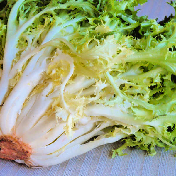 ENDIVE