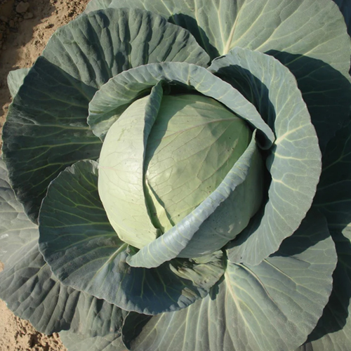 CABBAGE F-1 NAVBHARAT (Patta Gobhi)