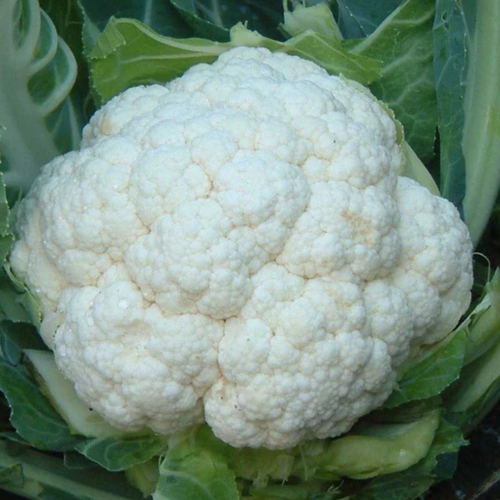 CAULIFLOWER F-1 SNOW QUEEN (Phool Gobhi)