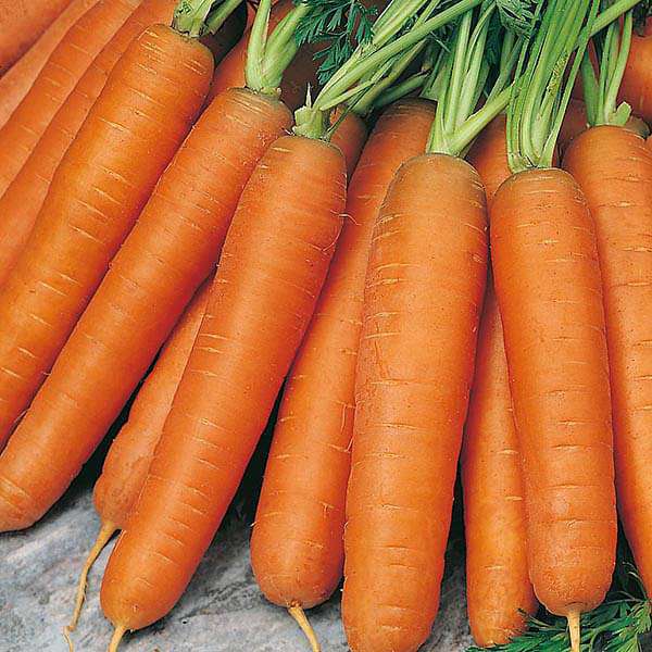 Carrot Early Nantes