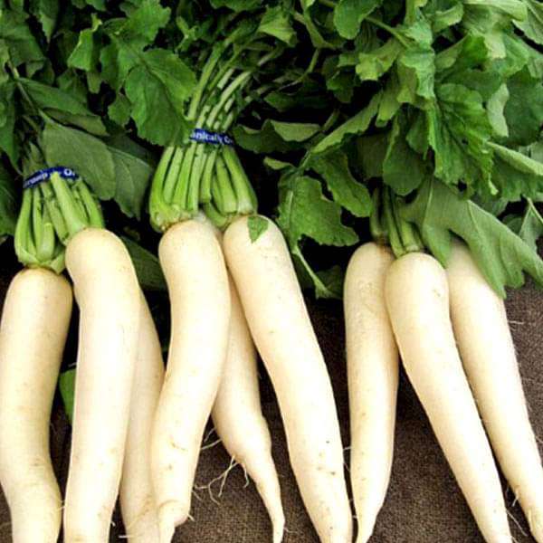 Radish Chetki Long