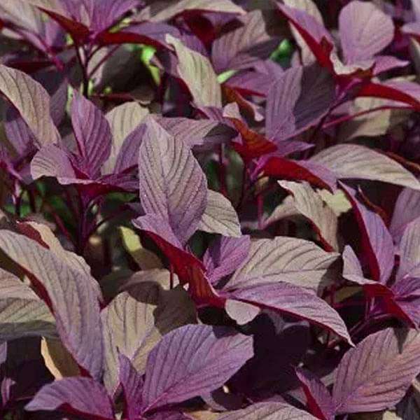 Red Chaulai (Saag)