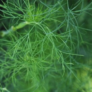 DILL
