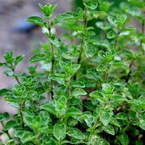 OREGANO