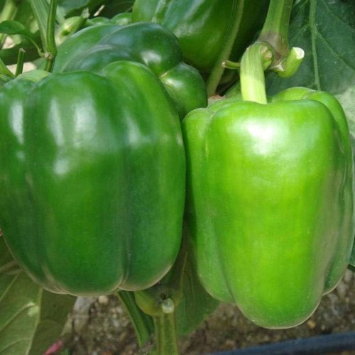 Capsicum Suttind Wonder