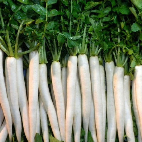 RADISH F-1 AS-101 (Mooli)