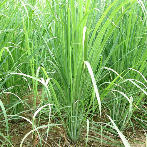 LEMON GRASS