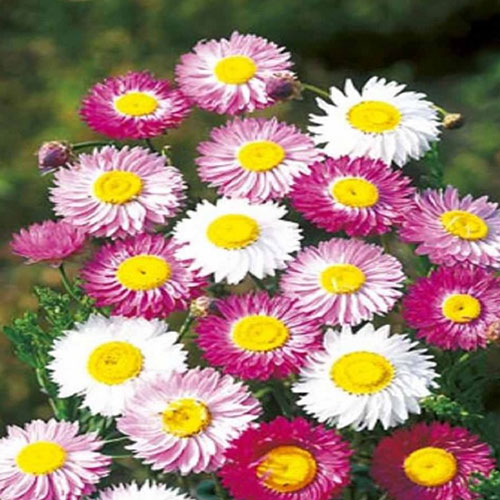 Acroclinium Mix
