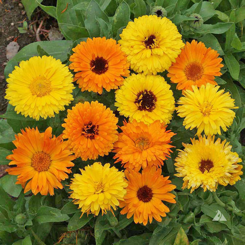 Calendula Pacific Beauty
