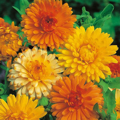 Calendula Dbl. Beauty