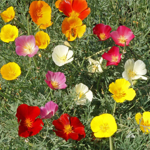 California Poppy Mixed