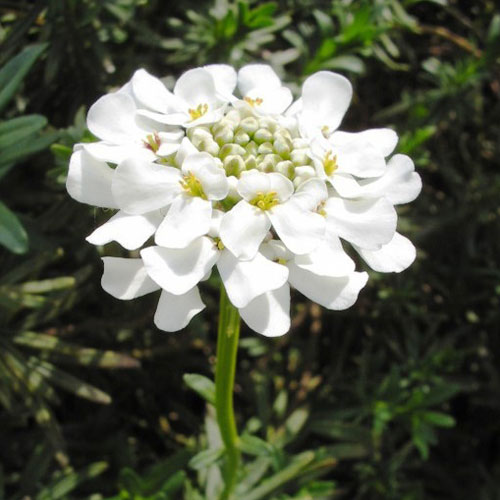 Candytuft White
